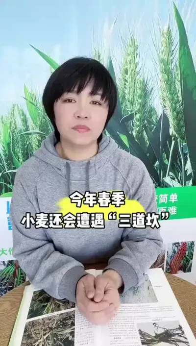 今年春季小麦还会遭遇&ldquo;三道坎&rdquo; #小麦 #农业 #田间地头走一走
