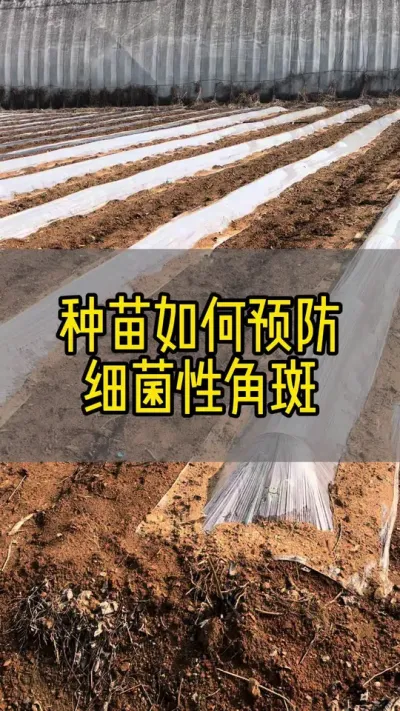 草莓种苗管理，如何预防细菌性角斑#新农人计划2024 #抖音助农 #草莓育苗