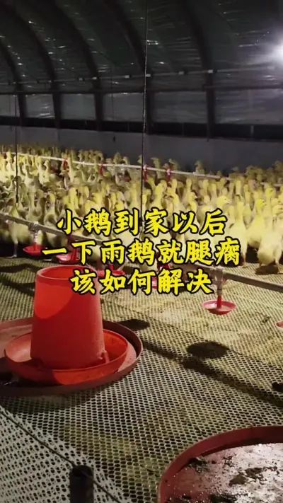 #科学养鹅 #养鹅人 #禽病技术指导 #养鹅技术 #养鹅技术分享