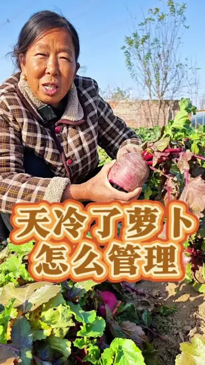 天冷了萝卜怎么管理 天冷了萝卜怎么管理#萝卜种植 #蔬菜管理 #生菜杨姐 #三农种植 @DOU+小助手
