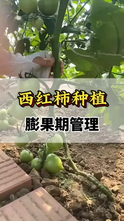 西红柿种植膨果期管理#番茄种植方法及管理技术 #服务三农支持三农 #分享农业知识帮农民增产增收 #西红柿种植技术与管理法 #番茄种植技术