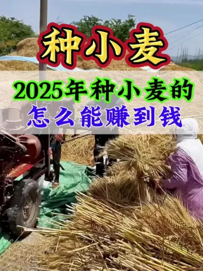 2025年种小麦的怎么能赚到钱#小麦 #小麦管理 #高产小麦 #小麦种植 #种小麦