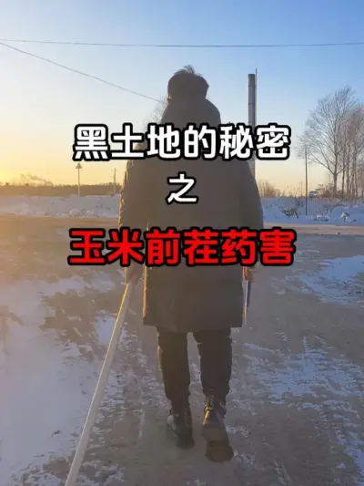 黑土地的种植秘密之玉米前茬药害 包地怎么才能避免前茬大豆的氟磺胺草醚药害，一定要做个实验看一看。#玉米前茬药害 #科学种植技术 #农业种植