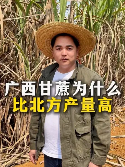 广西甘蔗为什么比北方产量高#甘蔗#甘蔗种植#种植小技巧 #三农#农业种植