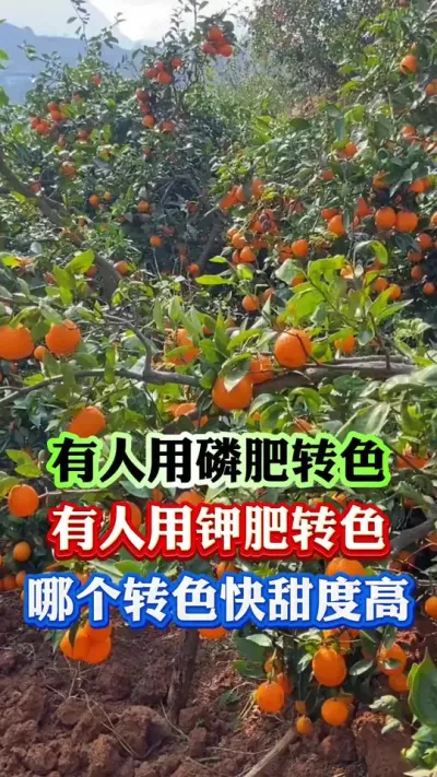 有人想用磷肥转色，有人想用钾肥转色，到底什么转色更快##果树种植 #果园管理 #病虫害防治 #柑橘 #柑橘管理