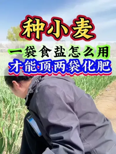 一袋食盐怎么用才能顶两袋化肥#小麦 #小麦种植 #小麦管理 #高产小麦 #病虫害防治