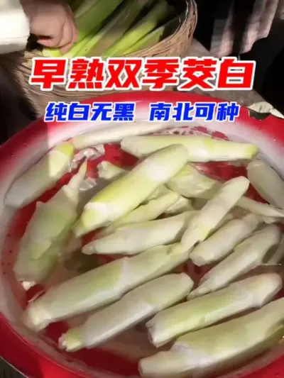 水生蔬菜早熟双季茭白自己也可以种植 #水生植物 #茭白 #茭白苗 #阳台小院均可种植 #抖音助农