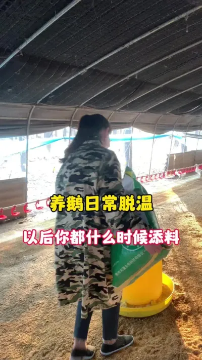 脱温以后你都什么时候添料？#养鹅技术分享 #科学养鹅 #养殖人加油 #养鹅人