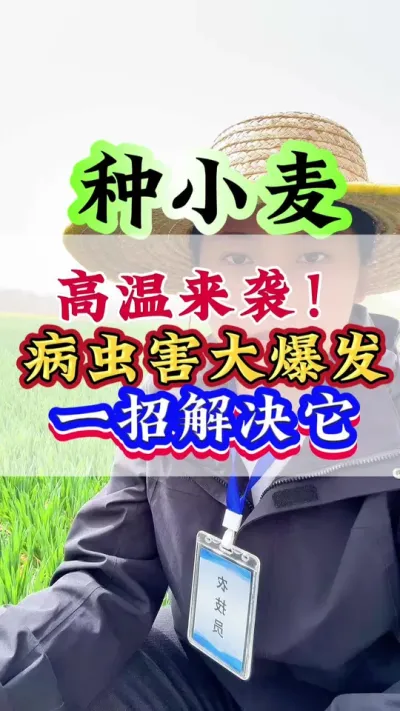 高温来袭！病虫害大爆发，一招解决它#小麦#小麦种植#高产小麦#小麦管理#病虫害防治
