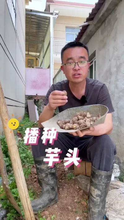 芋头种植方法？播种芋头过程#种植小技巧 #关注我一起学种菜 #我爱种菜 #自己种的纯天然的绿色蔬菜 #在家种菜