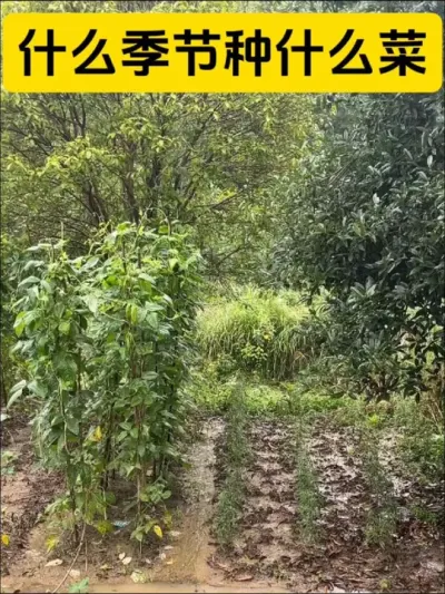 告诉你什么季节种什么菜#种植技术 #三农种植 #服务三农支持三农