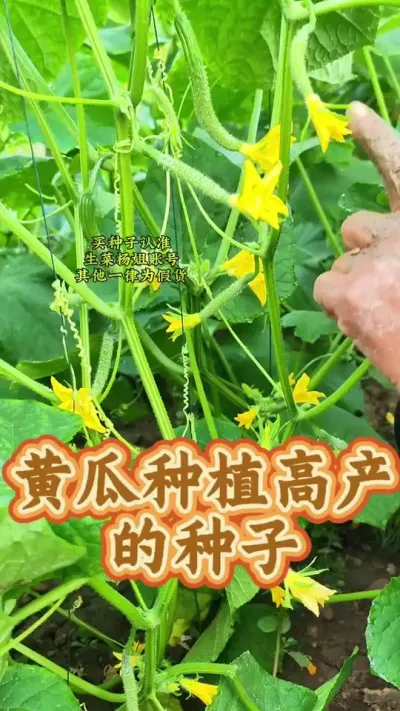 黄瓜种植高产的种子 黄瓜怎么种植产量高的种子#黄瓜种植 #黄瓜高产种植 #黄瓜种植技术 #蔬菜种子 #生菜杨姐
