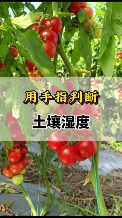 用手判断土壤湿度是否可以种番茄#番茄种植方法及管理技术 #西红柿种植技术与管理法 #番茄种植技术 #西红柿的种植技术 #番茄的种植方法