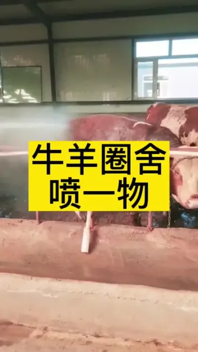 牛羊圈舍喷洒驱虫#养殖户 #肉牛养殖 #全国养牛人 #科学喂养 #自繁自养
