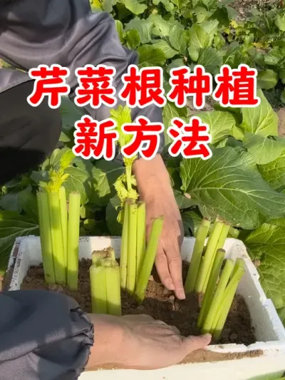 芹菜根种芹菜的新方法 #芹菜  #在家种菜 #每天分享蔬菜种植技巧 #关注我一起学种菜 #我的小菜园