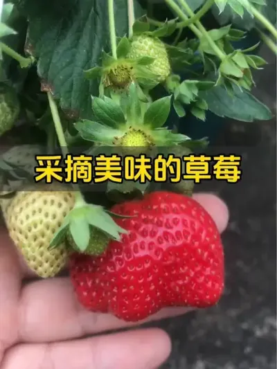 继续摘草莓，最近天气太好了，草莓成熟很快！开心#草莓🍓 #记录我的种植生活 #盆栽草莓 #草莓熟了 #种草莓