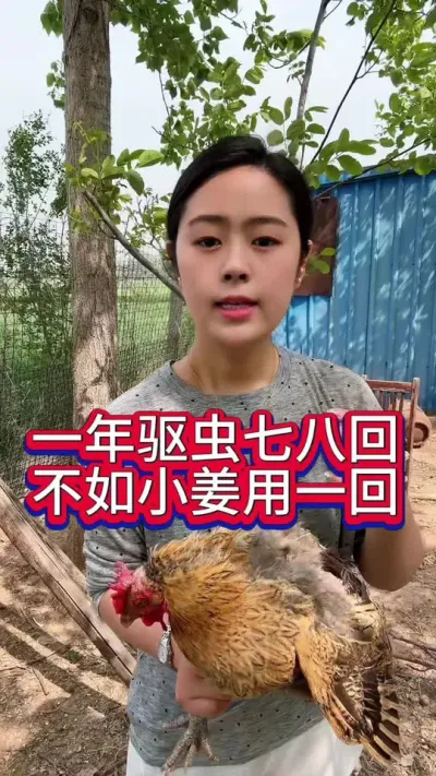#服务三农支持三农 #科学养鸡 #抖音养鸡人 #养鸡人 #养鸡妙招