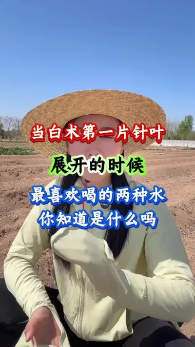 白术种植 当白术第一片针叶展开的时候最喜欢喝的两种水你知道是什么吗 #白术种植 #白术管理 #白术高产 #药材种植