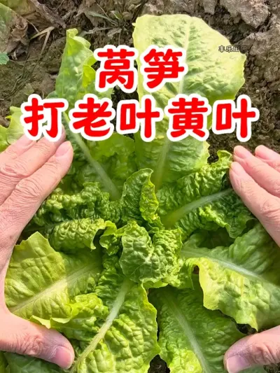 莴笋种植，要及时打老叶和黄叶 #莴笋 #莴笋种植 #我的小菜园 #莴苣 #关注我一起学种菜 @DOU+上热门 @DOU+小助手