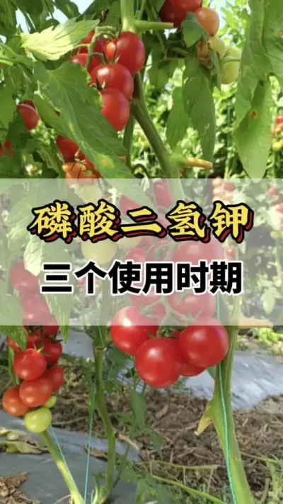 磷酸二氢钾三个使用时期你知道吗#关注我每天为你分享更多农业知识 #分享农业知识帮农民增产增收 #磷酸二氢钾的作用与用途 #番茄种植方法及管理技术 #西红柿的种植技术