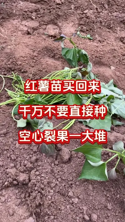 红薯苗买回来千万别直接种#红薯种植#红薯施肥#红薯管理#红薯高产