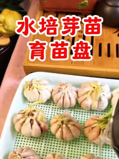 水培芽苗育苗盘，用这个育苗盘种蒜苗，长得快，不烂根，在家就能吃到新鲜蒜苗#水培蒜苗 #水培芽苗菜 #自己种菜 #水培大蒜头教程 #芽苗盘