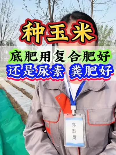 玉米底肥用复合肥好还是尿素粪肥好 #玉米种植   #玉米高产   #玉米管理   #玉米  #种玉米
