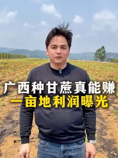 广西种甘蔗真能赚？一亩地利润曝光#农业种植 #甘蔗种植 #甘蔗#种植小技巧 #农业种植技术