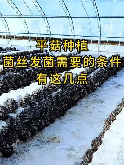平菇种植,菌丝发菌需要这些条件，需要优质菌种的可以联系我#平菇种植 #菌种打孔器 #打孔器