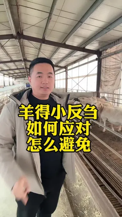 #每天分享牛羊养殖小知识 #养殖场专用 #农村养羊 #养羊人 #畜牧养殖