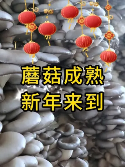 平菇棉壳菌种，科学配比综合配方，菌丝更强壮，全国发货。#平菇种植 #平菇菌种 #食用菌栽培种 #栽培种