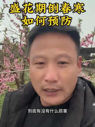 #抖音助农 #分享农业知识帮农民增产增收 #服务三农支持三农 #新农人计划 #倒春寒 @抖音小助手 @抖音热点 @抖音创作者中心