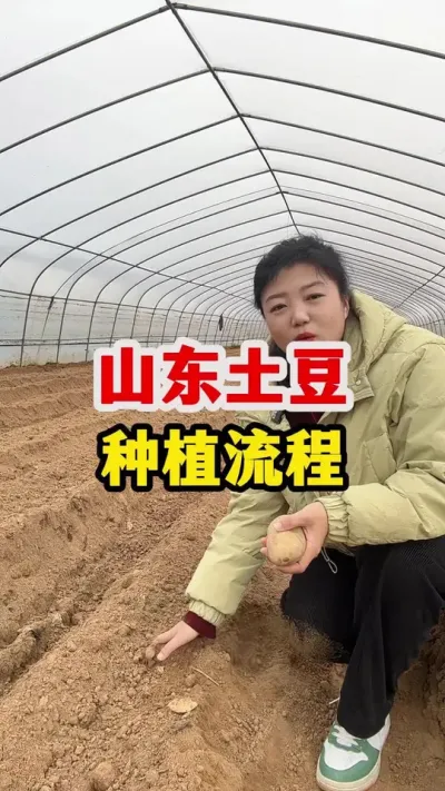土豆种植各地不一#土豆高产种植 #土豆 #服务三农支持三农 @抖音小助手