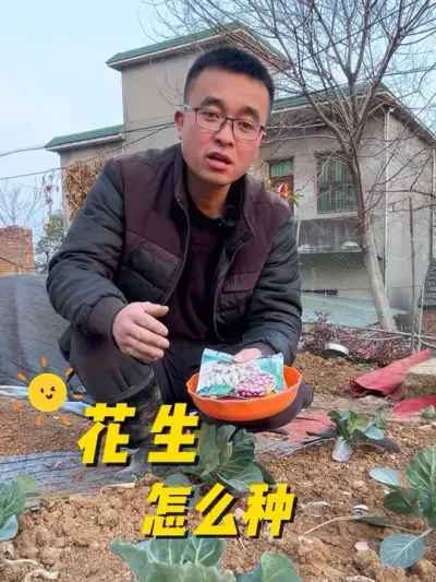 春天花生怎么种？才能结荚多结荚旺？#种植小技巧 #我的小菜园 #我爱种菜 #学种菜 #楼顶种菜