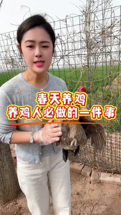 春天养鸡，养鸡人必做的一件事 #鸡鸭鹅养殖 #科学养鸡 #鸡病防治 #养殖小妙招 #服务三农支持三农