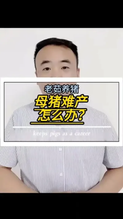 遇到母猪难产如何处理，一个视频给您讲清楚。#创作灵感#母猪#母猪饲养管理 #养猪人