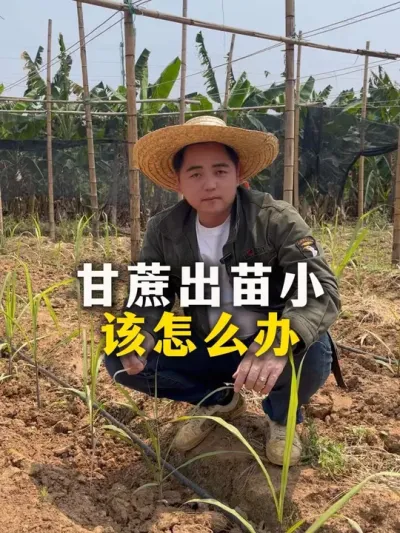 甘蔗出苗小，该怎么办#种植小技巧 #甘蔗种植 #甘蔗 #农业种植 #每天分享农业小知识