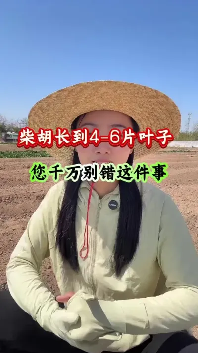 柴胡种植 柴胡长到4-6片叶子您千万别做错这件事 #柴胡种植 #柴胡管理 #柴胡高产