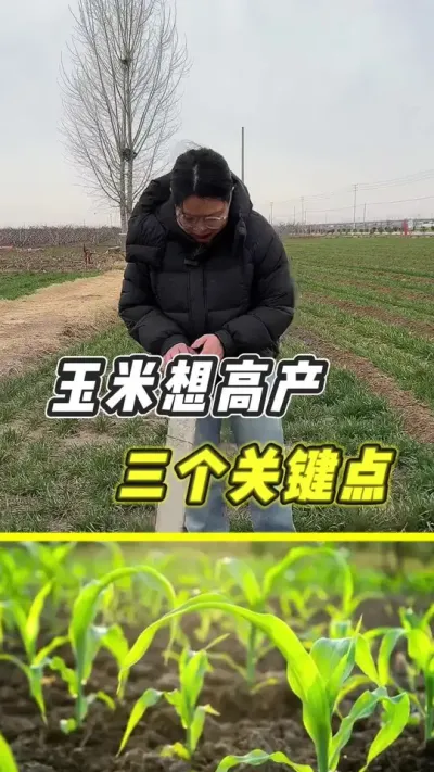 玉米想高产，一定要记住这三个关键施肥点#玉米 #玉米种植 #农业种植 #玉米高产