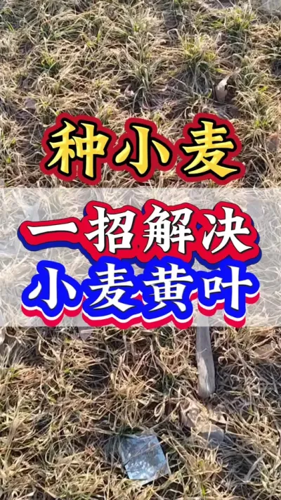 一招解决小麦黄叶#小麦种植 #小麦 #小麦管理 #小麦高产技术 #小麦增产