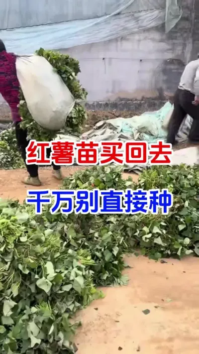 红薯苗买回去千万别直接种#红薯种植#红薯移栽#红薯蘸根#蘸根 #红薯高产