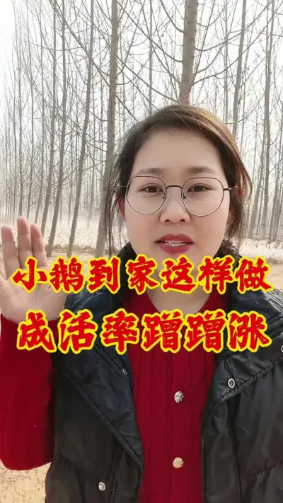 小鹅到家这样做，成活率蹭蹭涨#养鹅 #鹅 #养鹅人 #养鹅技术分享 #养鹅技术
