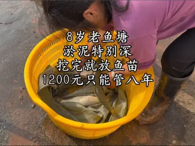 1200挖的鱼塘用了8年，每年产鱼200多斤，8年后的今天又花1200清淤，东家说挺划算#现场实拍 #挖掘机视频 #捞鱼也是技术活 #挖掘机 #挖机