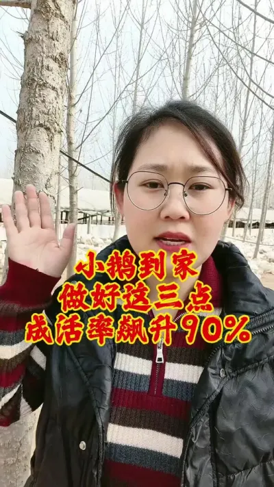 小鹅到家做好这三点，成活率飙升#养鹅技术分享 #养鹅 #科学养鹅 #鹅 #养鹅人
