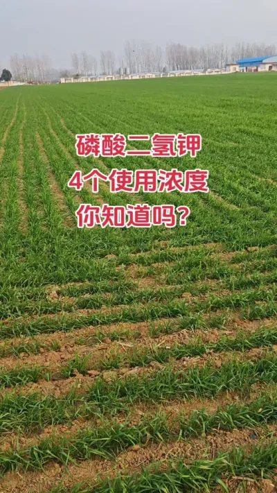 磷酸二氢钾4个使用浓度你知道怎么用吗#农业种植技术 #抖音助农扶农 #农业人 #助农扶农 #小麦