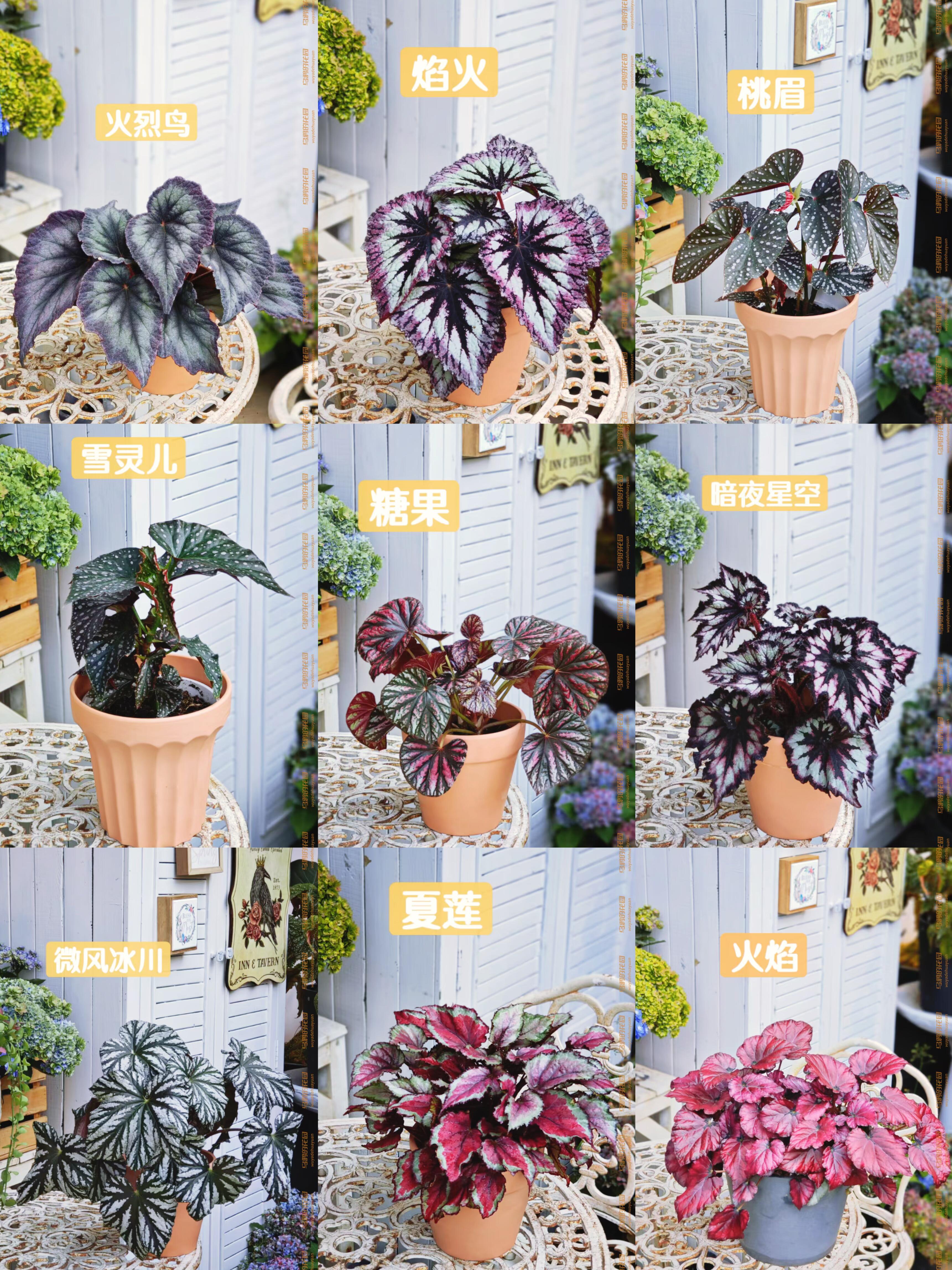 http://static.ixuenong.com/pxn/uploads/prod/thirdfile/2025/05/ef38e4fcfd3bf6d6735f7912c19cff4a.jpg