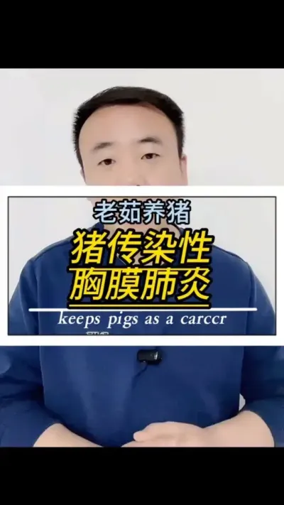 猪传染性胸膜肺炎胸膜肺炎危害大！#养猪 #猪病防控 #创作灵感#养猪人