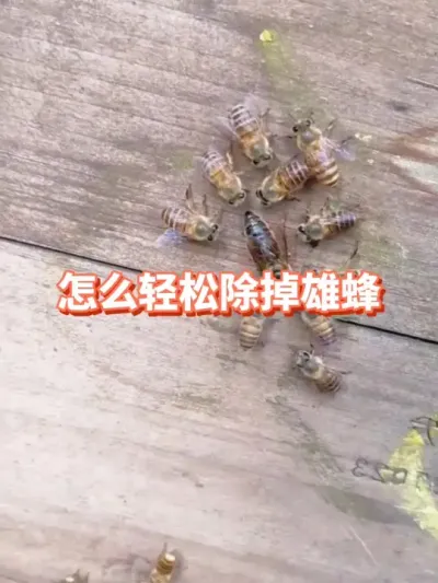 雄蜂太多了怎么除掉#蜜蜂养殖 #三农 #雄蜂 #除雄蜂巢门