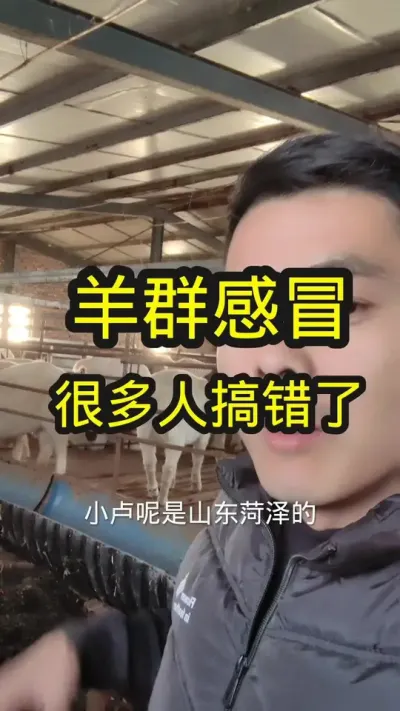 #养羊 #农村养羊 #养羊技术分享 #养羊创业 #农村养殖