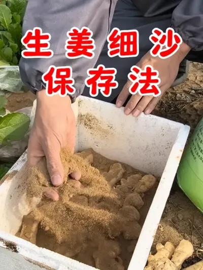 生姜细沙保存法 #生姜 #生姜保存 #在家种菜 #关注我一起学种菜 #种植小技巧 @DOU+上热门 @DOU+小助手